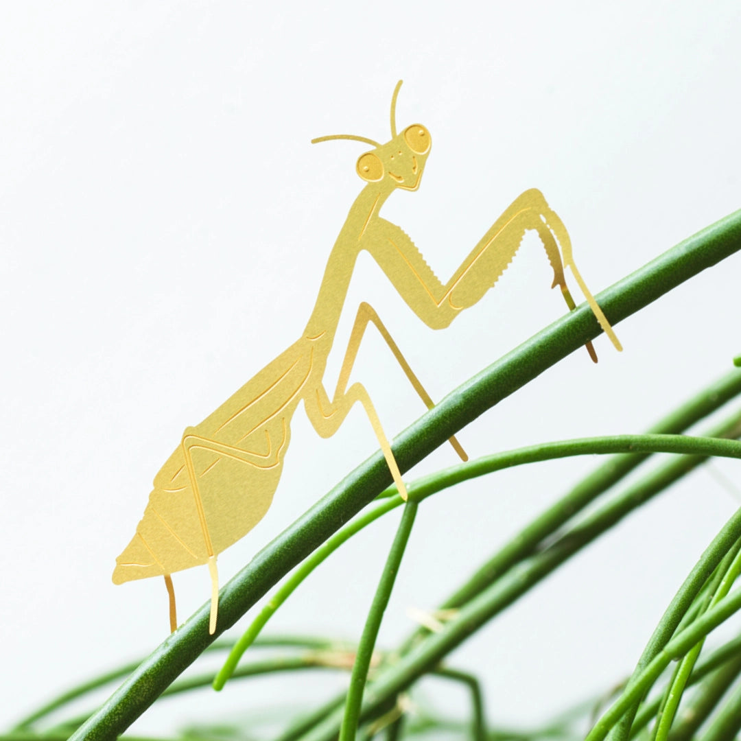 Plant Friend- Praying Mantis