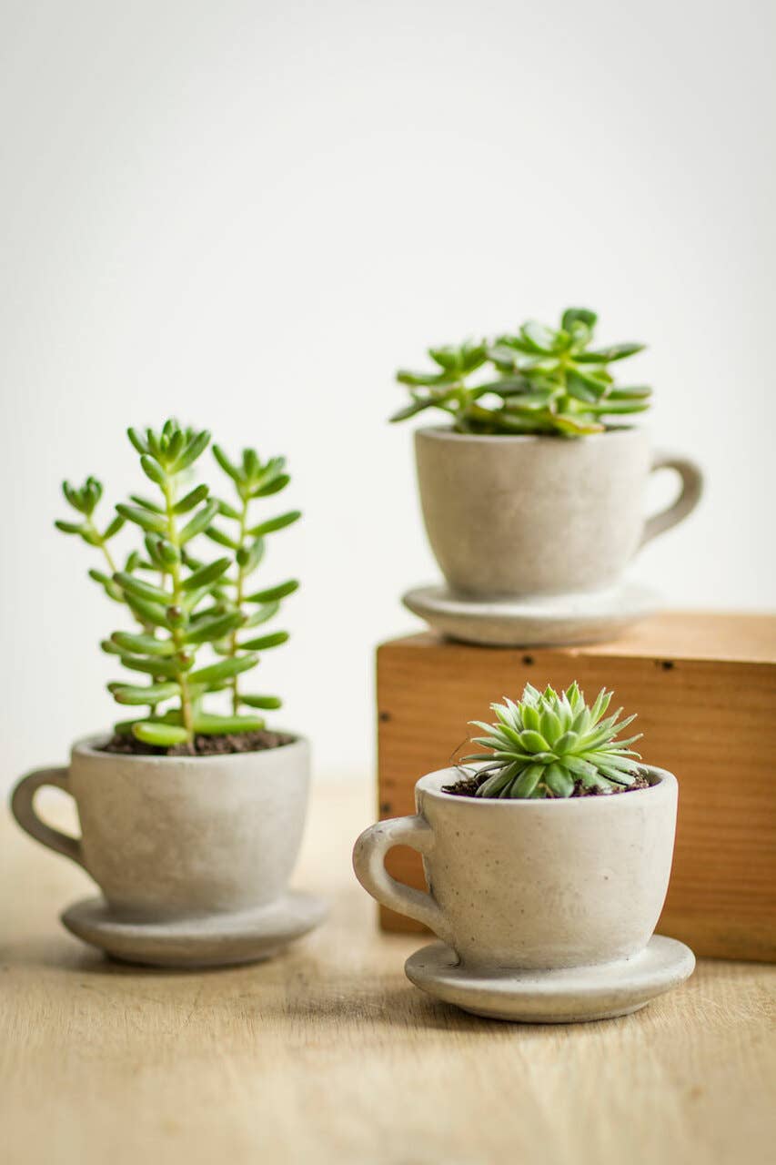 Concrete "Tea & Coffee" Cup Planter